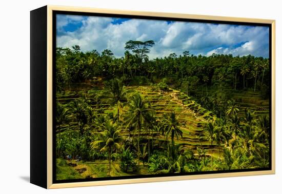 Tegalalang Terraced Rice Paddy, Bali, Indonesia, Southeast Asia, Asia-Laura Grier-Framed Premier Image Canvas