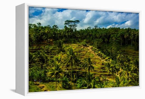 Tegalalang Terraced Rice Paddy, Bali, Indonesia, Southeast Asia, Asia-Laura Grier-Framed Premier Image Canvas