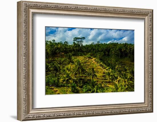 Tegalalang Terraced Rice Paddy, Bali, Indonesia, Southeast Asia, Asia-Laura Grier-Framed Photographic Print