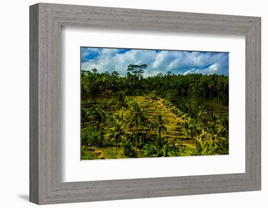 Tegalalang Terraced Rice Paddy, Bali, Indonesia, Southeast Asia, Asia-Laura Grier-Framed Photographic Print