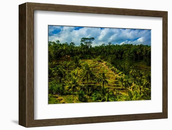 Tegalalang Terraced Rice Paddy, Bali, Indonesia, Southeast Asia, Asia-Laura Grier-Framed Photographic Print