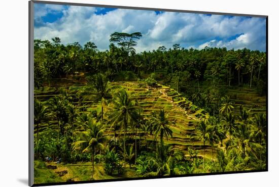 Tegalalang Terraced Rice Paddy, Bali, Indonesia, Southeast Asia, Asia-Laura Grier-Mounted Photographic Print