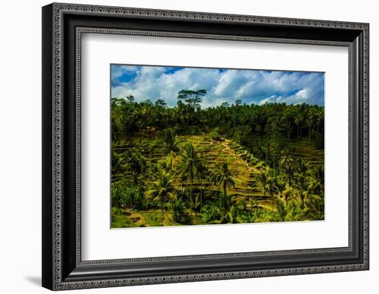 Tegalalang Terraced Rice Paddy, Bali, Indonesia, Southeast Asia, Asia-Laura Grier-Framed Photographic Print