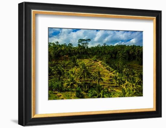 Tegalalang Terraced Rice Paddy, Bali, Indonesia, Southeast Asia, Asia-Laura Grier-Framed Photographic Print