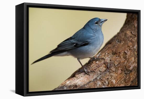 Teide's Blue Chaffinch (Fringilla Teydea) on Tree, Teide Np, Tenerife, Canary Islands, Spain, May-Relanzón-Framed Premier Image Canvas