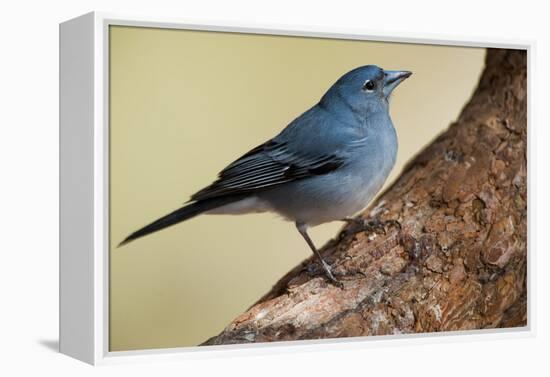 Teide's Blue Chaffinch (Fringilla Teydea) on Tree, Teide Np, Tenerife, Canary Islands, Spain, May-Relanzón-Framed Premier Image Canvas