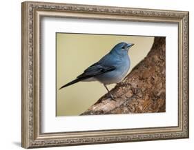 Teide's Blue Chaffinch (Fringilla Teydea) on Tree, Teide Np, Tenerife, Canary Islands, Spain, May-Relanzón-Framed Photographic Print