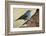 Teide's Blue Chaffinch (Fringilla Teydea) on Tree, Teide Np, Tenerife, Canary Islands, Spain, May-Relanzón-Framed Photographic Print