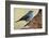 Teide's Blue Chaffinch (Fringilla Teydea) on Tree, Teide Np, Tenerife, Canary Islands, Spain, May-Relanzón-Framed Photographic Print