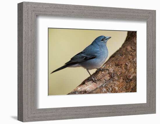 Teide's Blue Chaffinch (Fringilla Teydea) on Tree, Teide Np, Tenerife, Canary Islands, Spain, May-Relanzón-Framed Photographic Print