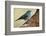 Teide's Blue Chaffinch (Fringilla Teydea) on Tree, Teide Np, Tenerife, Canary Islands, Spain, May-Relanzón-Framed Photographic Print