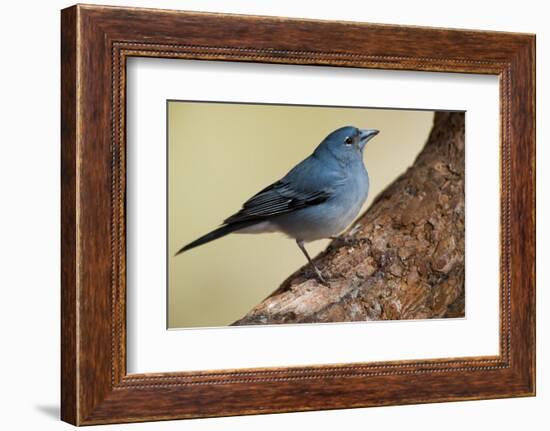 Teide's Blue Chaffinch (Fringilla Teydea) on Tree, Teide Np, Tenerife, Canary Islands, Spain, May-Relanzón-Framed Photographic Print