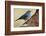 Teide's Blue Chaffinch (Fringilla Teydea) on Tree, Teide Np, Tenerife, Canary Islands, Spain, May-Relanzón-Framed Photographic Print