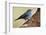 Teide's Blue Chaffinch (Fringilla Teydea) on Tree, Teide Np, Tenerife, Canary Islands, Spain, May-Relanzón-Framed Photographic Print