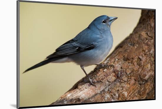 Teide's Blue Chaffinch (Fringilla Teydea) on Tree, Teide Np, Tenerife, Canary Islands, Spain, May-Relanzón-Mounted Photographic Print