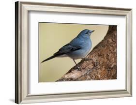 Teide's Blue Chaffinch (Fringilla Teydea) on Tree, Teide Np, Tenerife, Canary Islands, Spain, May-Relanzón-Framed Photographic Print