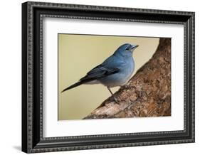 Teide's Blue Chaffinch (Fringilla Teydea) on Tree, Teide Np, Tenerife, Canary Islands, Spain, May-Relanzón-Framed Photographic Print