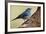 Teide's Blue Chaffinch (Fringilla Teydea) on Tree, Teide Np, Tenerife, Canary Islands, Spain, May-Relanzón-Framed Photographic Print