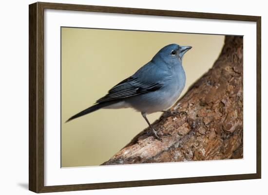 Teide's Blue Chaffinch (Fringilla Teydea) on Tree, Teide Np, Tenerife, Canary Islands, Spain, May-Relanzón-Framed Photographic Print