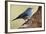 Teide's Blue Chaffinch (Fringilla Teydea) on Tree, Teide Np, Tenerife, Canary Islands, Spain, May-Relanzón-Framed Photographic Print