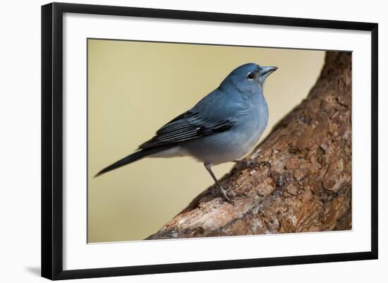 Teide's Blue Chaffinch (Fringilla Teydea) on Tree, Teide Np, Tenerife, Canary Islands, Spain, May-Relanzón-Framed Photographic Print