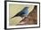 Teide's Blue Chaffinch (Fringilla Teydea) on Tree, Teide Np, Tenerife, Canary Islands, Spain, May-Relanzón-Framed Photographic Print