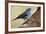 Teide's Blue Chaffinch (Fringilla Teydea) on Tree, Teide Np, Tenerife, Canary Islands, Spain, May-Relanzón-Framed Photographic Print