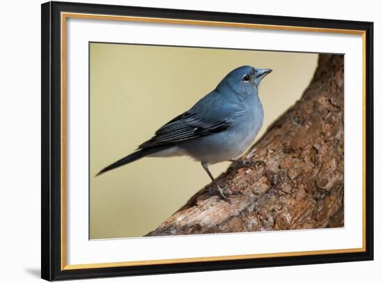 Teide's Blue Chaffinch (Fringilla Teydea) on Tree, Teide Np, Tenerife, Canary Islands, Spain, May-Relanzón-Framed Photographic Print