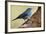 Teide's Blue Chaffinch (Fringilla Teydea) on Tree, Teide Np, Tenerife, Canary Islands, Spain, May-Relanzón-Framed Photographic Print