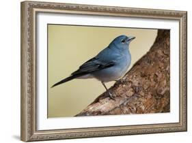 Teide's Blue Chaffinch (Fringilla Teydea) on Tree, Teide Np, Tenerife, Canary Islands, Spain, May-Relanzón-Framed Photographic Print
