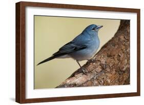 Teide's Blue Chaffinch (Fringilla Teydea) on Tree, Teide Np, Tenerife, Canary Islands, Spain, May-Relanzón-Framed Photographic Print