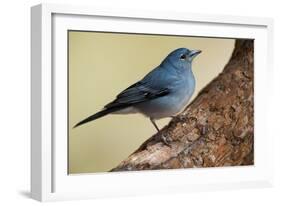 Teide's Blue Chaffinch (Fringilla Teydea) on Tree, Teide Np, Tenerife, Canary Islands, Spain, May-Relanzón-Framed Photographic Print