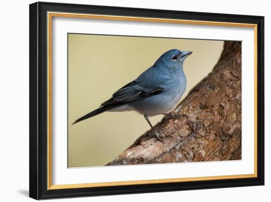 Teide's Blue Chaffinch (Fringilla Teydea) on Tree, Teide Np, Tenerife, Canary Islands, Spain, May-Relanzón-Framed Photographic Print