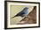 Teide's Blue Chaffinch (Fringilla Teydea) on Tree, Teide Np, Tenerife, Canary Islands, Spain, May-Relanzón-Framed Photographic Print