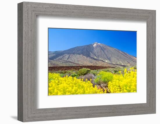 Teide Volcano Peak with Yellow Flowers in the Foreground, Tenerife Island, Spain.-tuulijumala-Framed Photographic Print