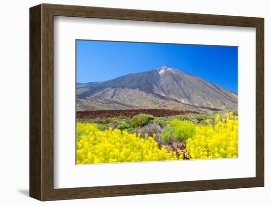 Teide Volcano Peak with Yellow Flowers in the Foreground, Tenerife Island, Spain.-tuulijumala-Framed Photographic Print