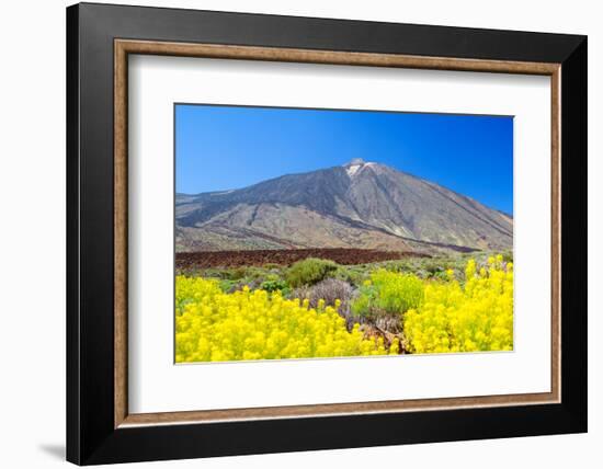 Teide Volcano Peak with Yellow Flowers in the Foreground, Tenerife Island, Spain.-tuulijumala-Framed Photographic Print