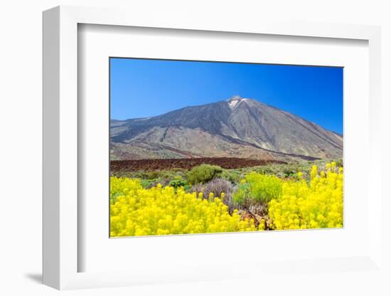 Teide Volcano Peak with Yellow Flowers in the Foreground, Tenerife Island, Spain.-tuulijumala-Framed Photographic Print