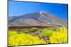 Teide Volcano Peak with Yellow Flowers in the Foreground, Tenerife Island, Spain.-tuulijumala-Mounted Photographic Print