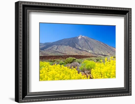 Teide Volcano Peak with Yellow Flowers in the Foreground, Tenerife Island, Spain.-tuulijumala-Framed Photographic Print