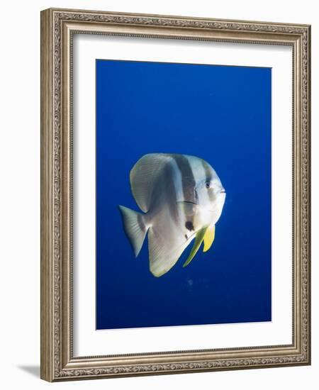 Teira Batfish at Manta Reef-Paul Souders-Framed Photographic Print