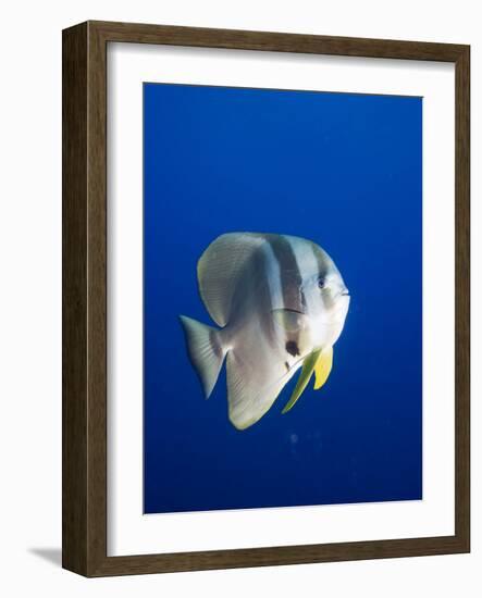 Teira Batfish at Manta Reef-Paul Souders-Framed Photographic Print