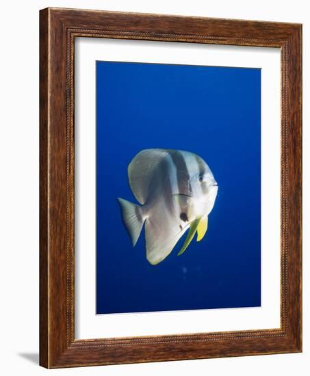 Teira Batfish at Manta Reef-Paul Souders-Framed Photographic Print