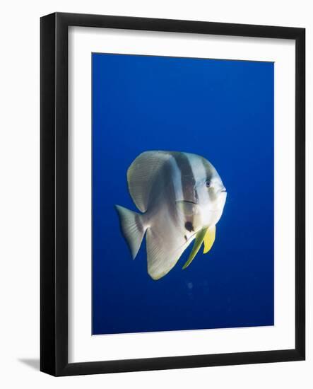 Teira Batfish at Manta Reef-Paul Souders-Framed Photographic Print