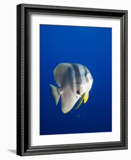 Teira Batfish at Manta Reef-Paul Souders-Framed Photographic Print