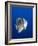 Teira Batfish at Manta Reef-Paul Souders-Framed Photographic Print