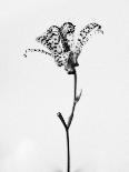 Amid the Flowers 18, 2021 (b/w photo)-Teis Albers-Giclee Print