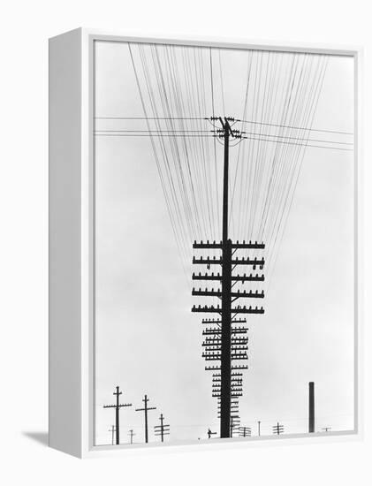 Telegraph Wires, Mexico, 1925-Tina Modotti-Framed Premier Image Canvas