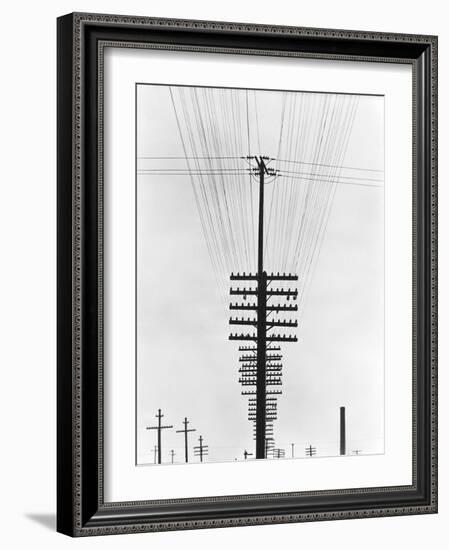 Telegraph Wires, Mexico, 1925-Tina Modotti-Framed Giclee Print