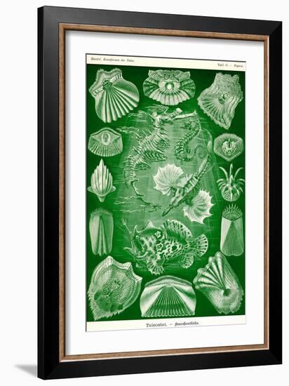 Teleostei - Bony Fishes-Ernst Haeckel-Framed Art Print